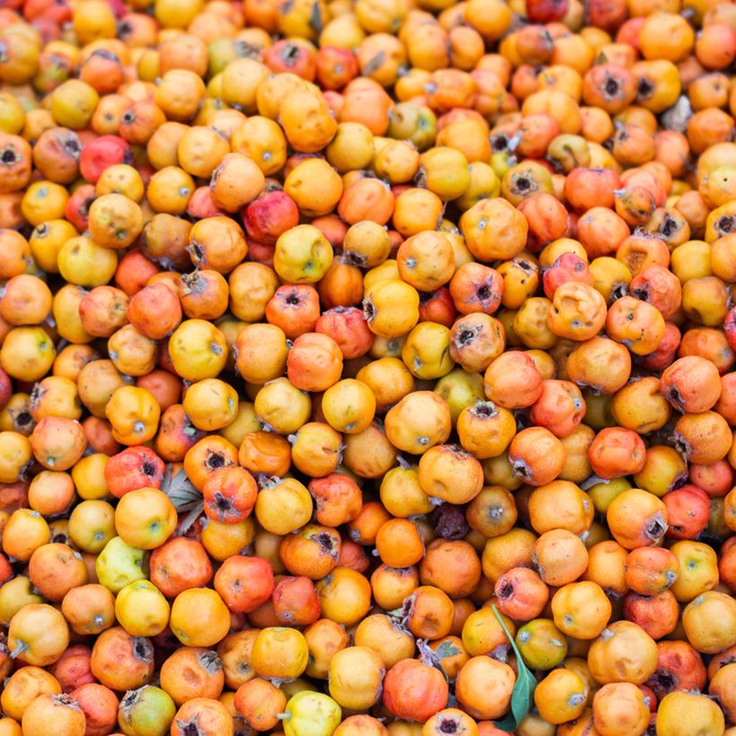 Crataegus azarolus - Azérolier (Harvest)