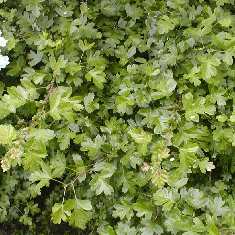 Crataegus laevigata - Aubépine lisse ou à deux styles (Foliage)