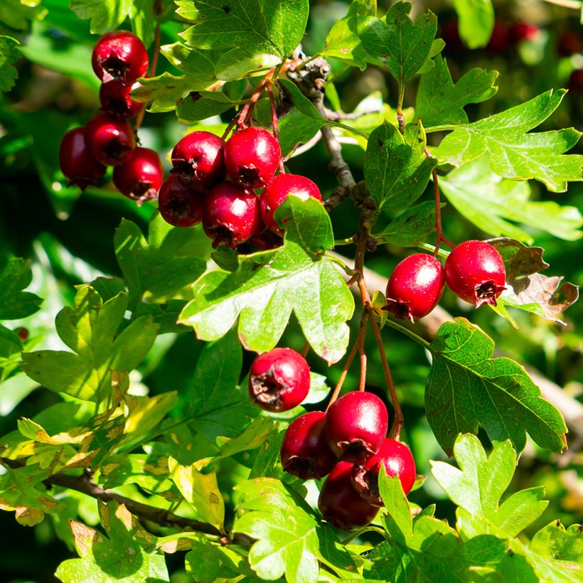 Crataegus laevigata - Aubépine lisse ou à deux styles (Harvest)
