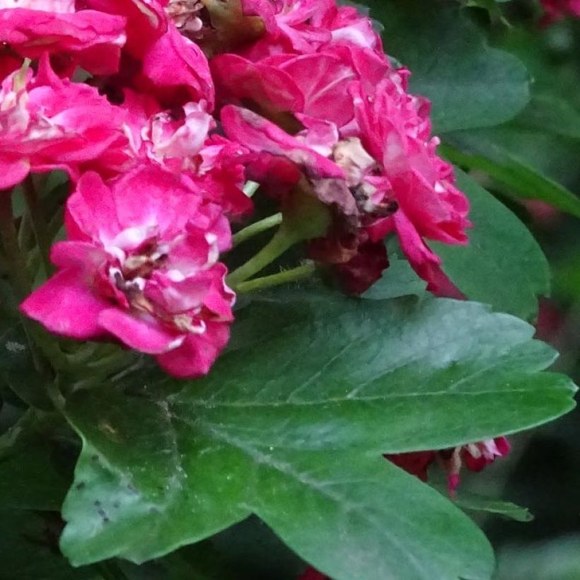 Crataegus laevigata Rosea Flore Pleno - Aubépine (Foliage)