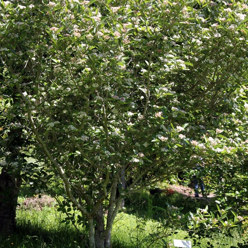 Crataegus lavallei Carrierei - Aubépine (Plant habit)