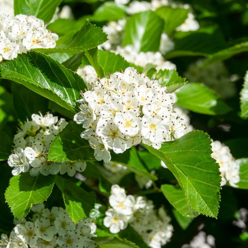 Crataegus prunifolia Splendens - Aubépine (Flowering)