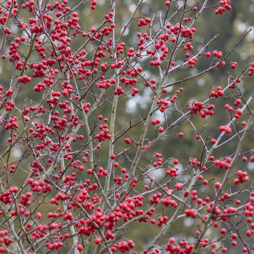 Crataegus prunifolia Splendens - Aubépine (Harvest)