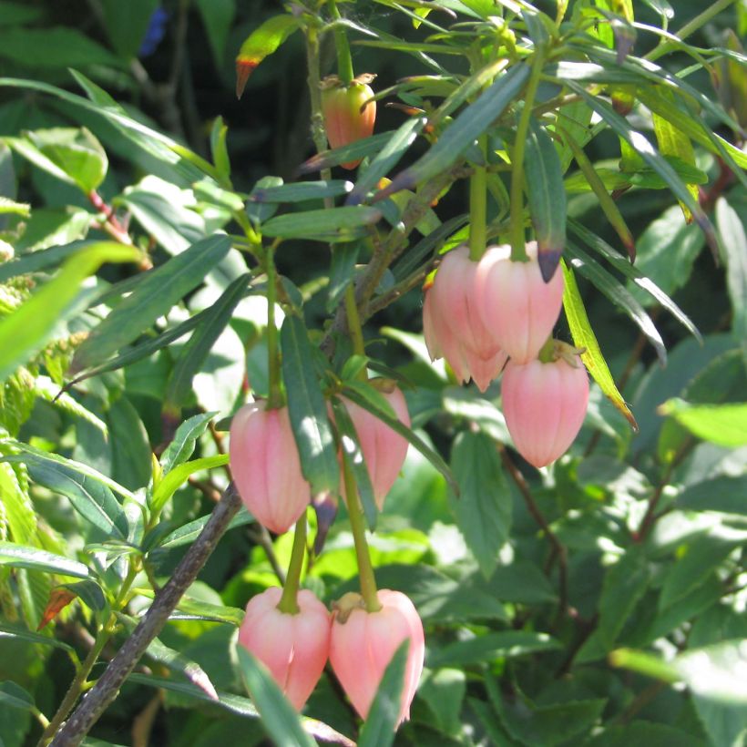 Crinodendron hookerianum Ada Hoffman - Arbre aux lanternes (Flowering)