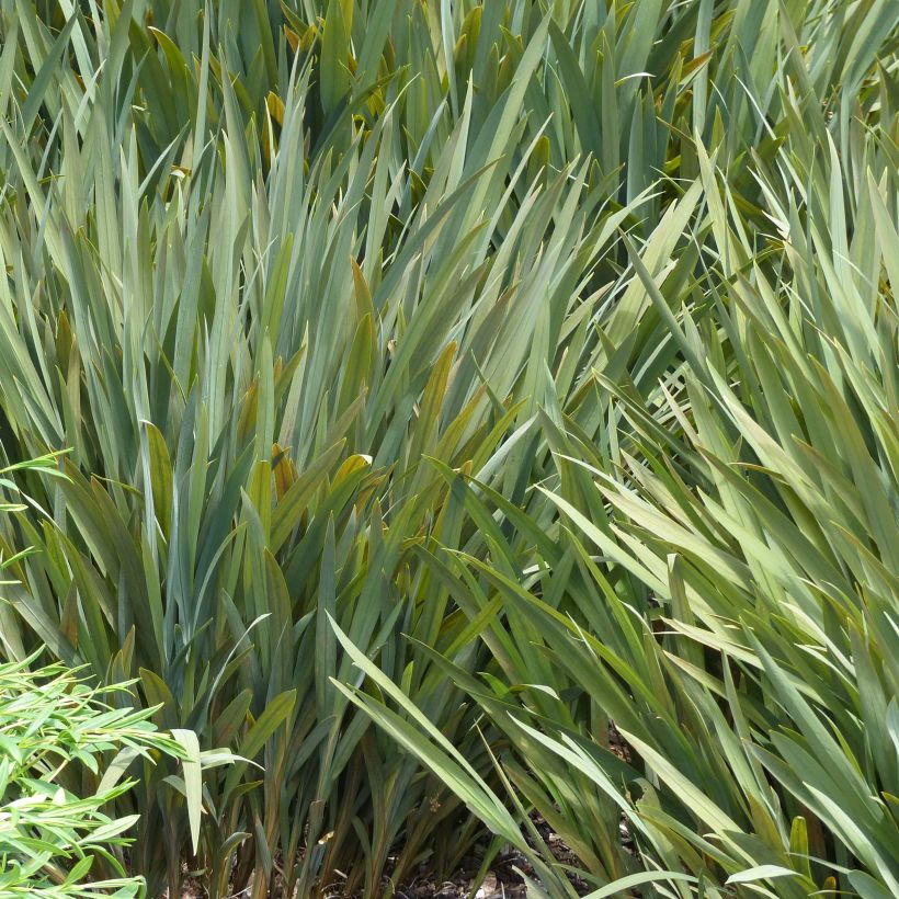 Crocosmia Mistral - Montbretia (Foliage)