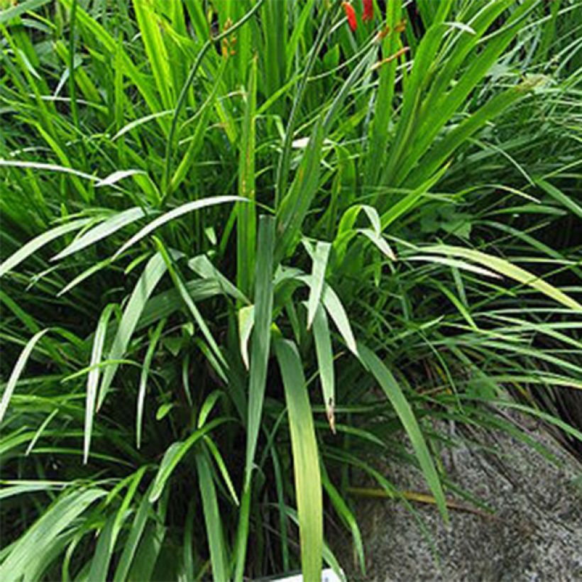 Crocosmia crocosmiiflora Norwich Canary -  Montbretia (Foliage)