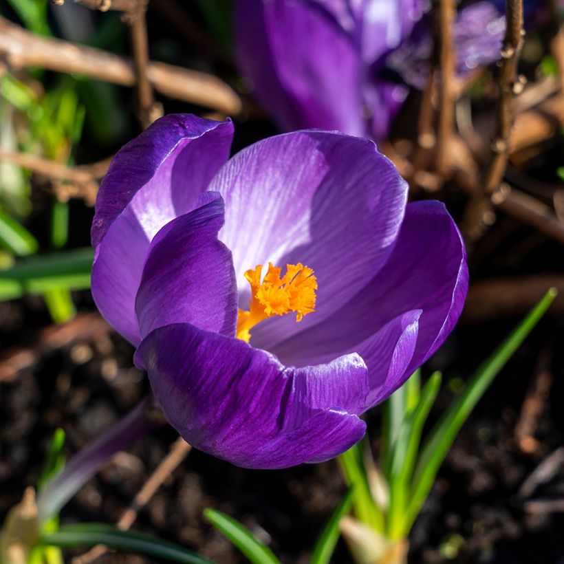 Crocus Mammouth Flower Record (Flowering)