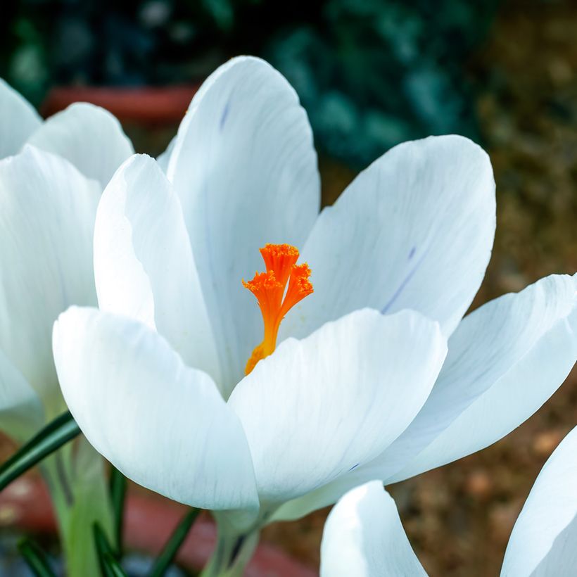 Crocus Mammouth Jeanne d'Arc (Flowering)