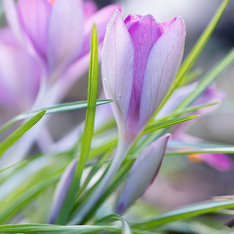 Crocus Mammouth Whale Shark (Plant habit)