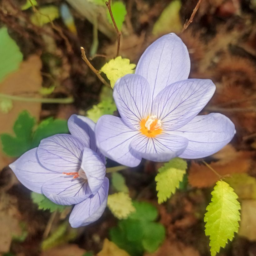 Crocus pulchellus - Crocus d'automne (Flowering)