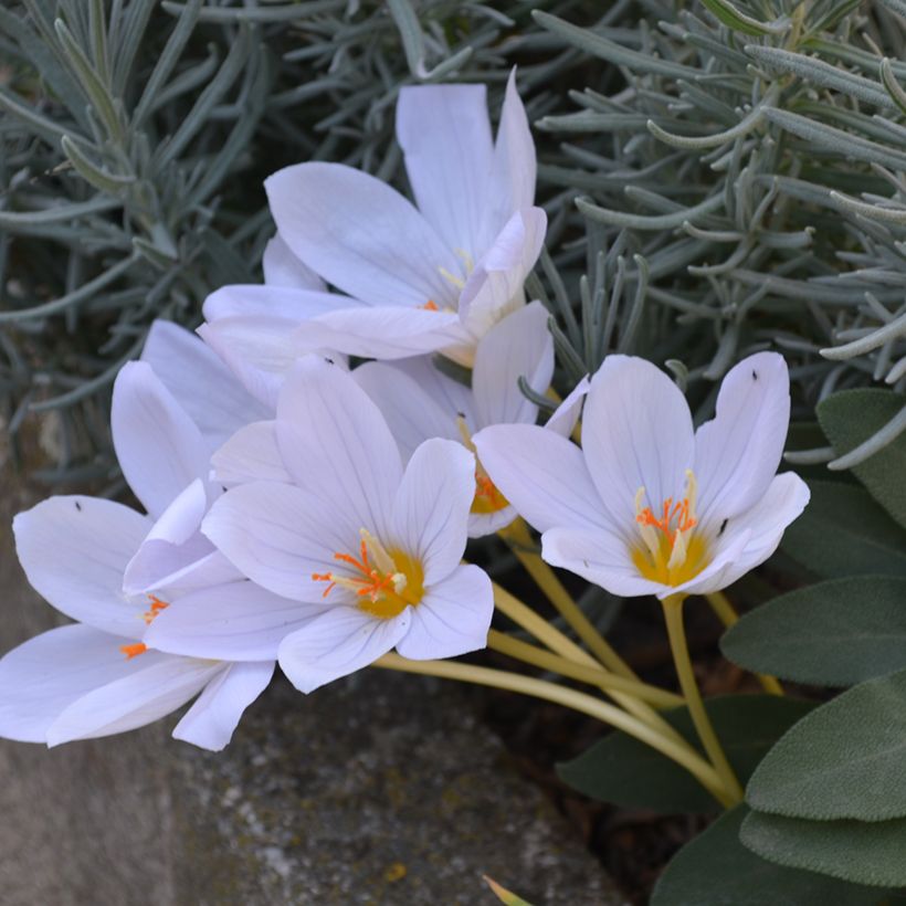 Crocus pulchellus Zephyr - Crocus d'automne (Plant habit)