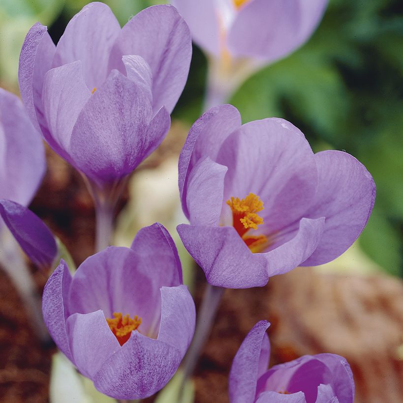 Crocus serotinus subsp salzmannii - Crocus d'automne (Flowering)