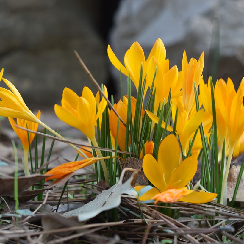 Crocus vitellinus - Crocus botanique (Plant habit)