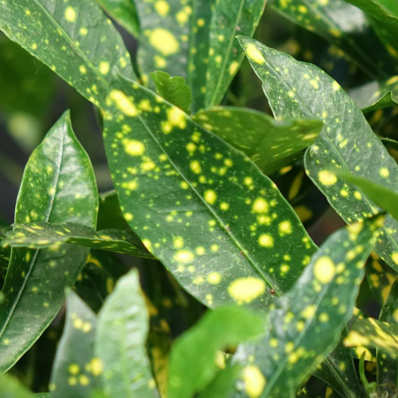 Croton Aucubaefolia - Codiaeum (Foliage)