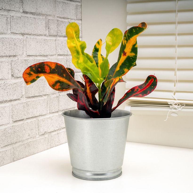 Croton Mammie - Codiaeum (Plant habit)