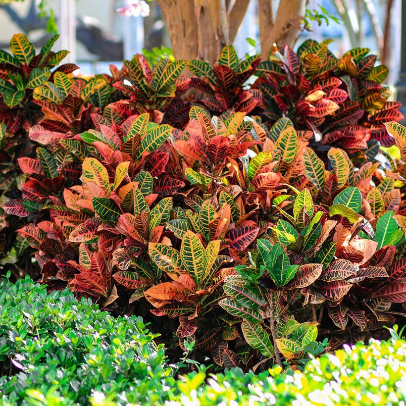 Croton Petra - Codiaeum (Plant habit)