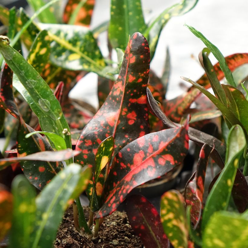Croton Red Batik - Codiaeum  (Foliage)