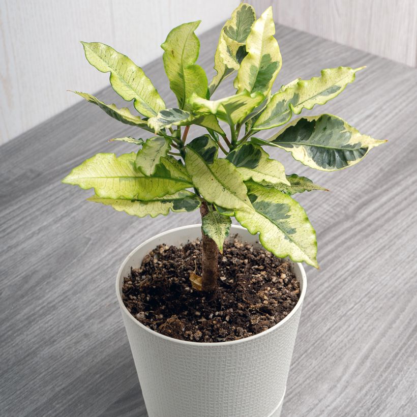 Croton Tamara - Codiaeum arbustif (Plant habit)