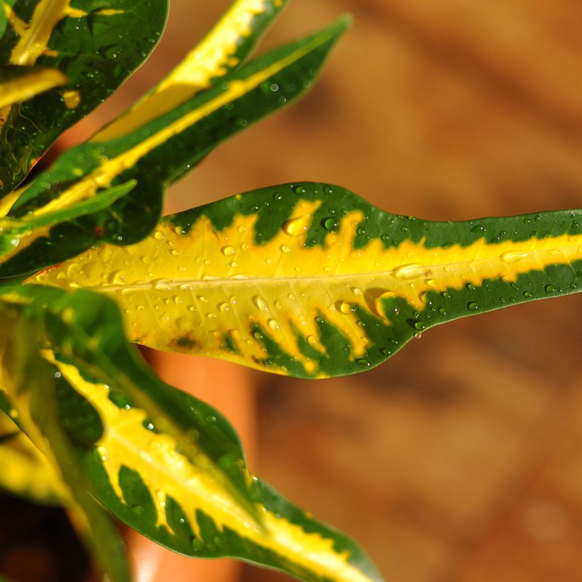Croton Moar Yellow - Codiaeum (Foliage)
