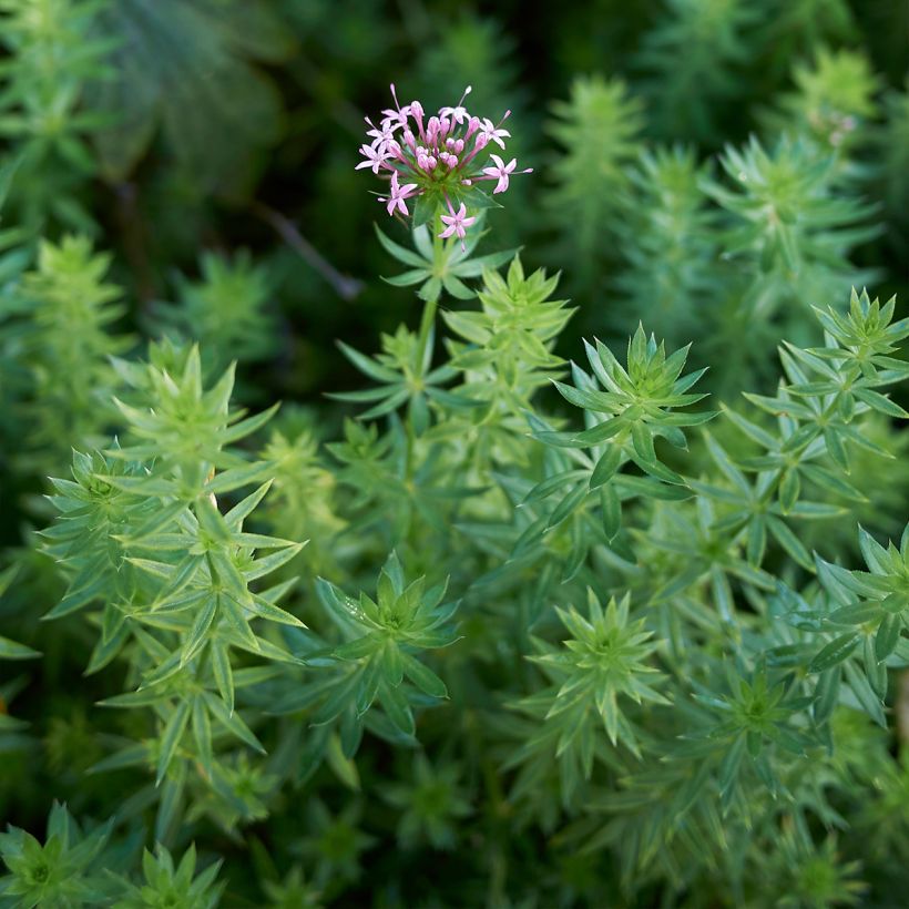 Crucianelle - Phuopsis stylosa (Foliage)
