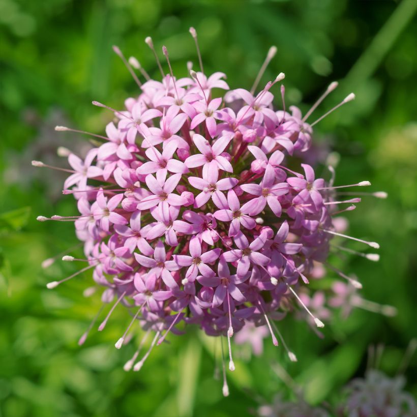 Crucianelle - Phuopsis stylosa (Flowering)