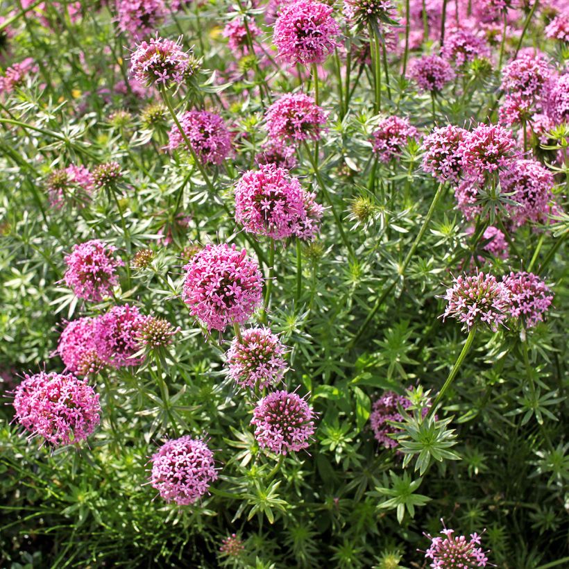 Crucianelle - Phuopsis stylosa (Plant habit)