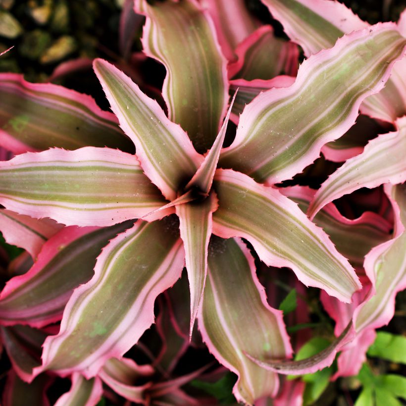 Cryptanthus Pink Star - Etoile de terre (Foliage)