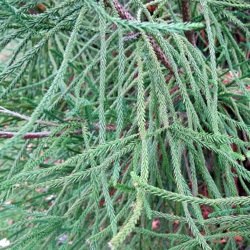 Cryptomeria japonica Araucarioides - Cèdre du Japon  (Foliage)