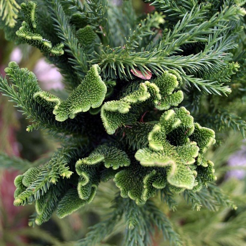 Cryptomeria japonica Cristata - Cèdre du Japon (Foliage)