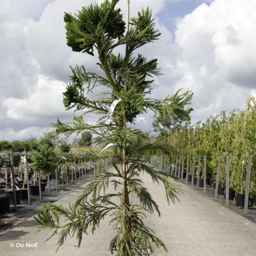 Cryptomeria japonica Cristata - Cèdre du Japon (Plant habit)