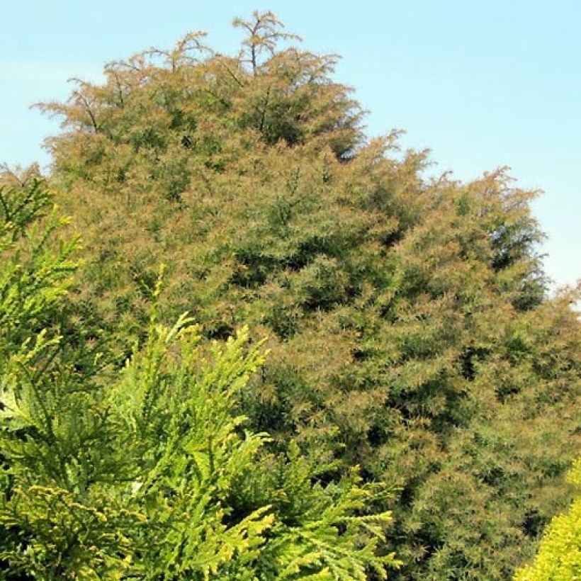 Cryptomeria japonica Elegans - Cèdre du Japon (Plant habit)