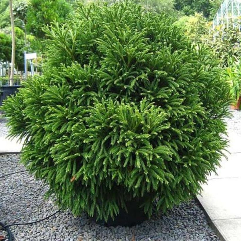 Cryptomeria japonica Globosa Nana - Cèdre du Japon  (Plant habit)