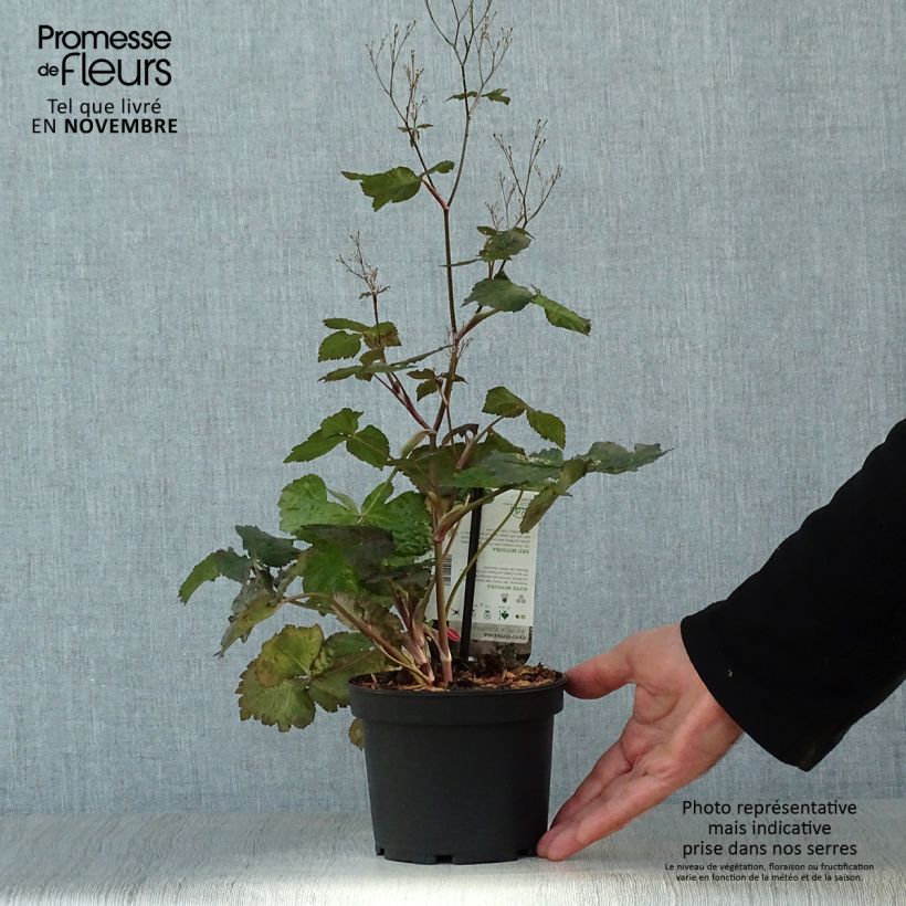 Example of Cryptotaenia japonica purpurea - Persil japonais Pot de 1,5L/2L as you get in automne
