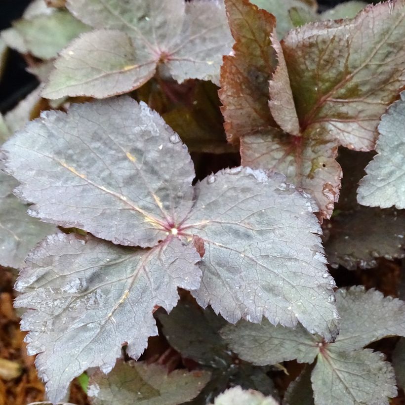 Cryptotaenia japonica purpurea - Persil japonais (Foliage)