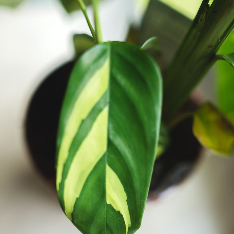 Ctenanthe Golden Mosaic (Foliage)