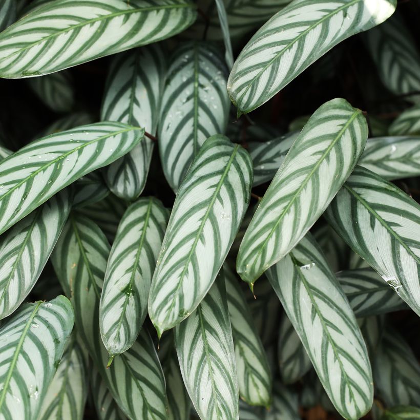 Ctenanthe Compactstar (Foliage)