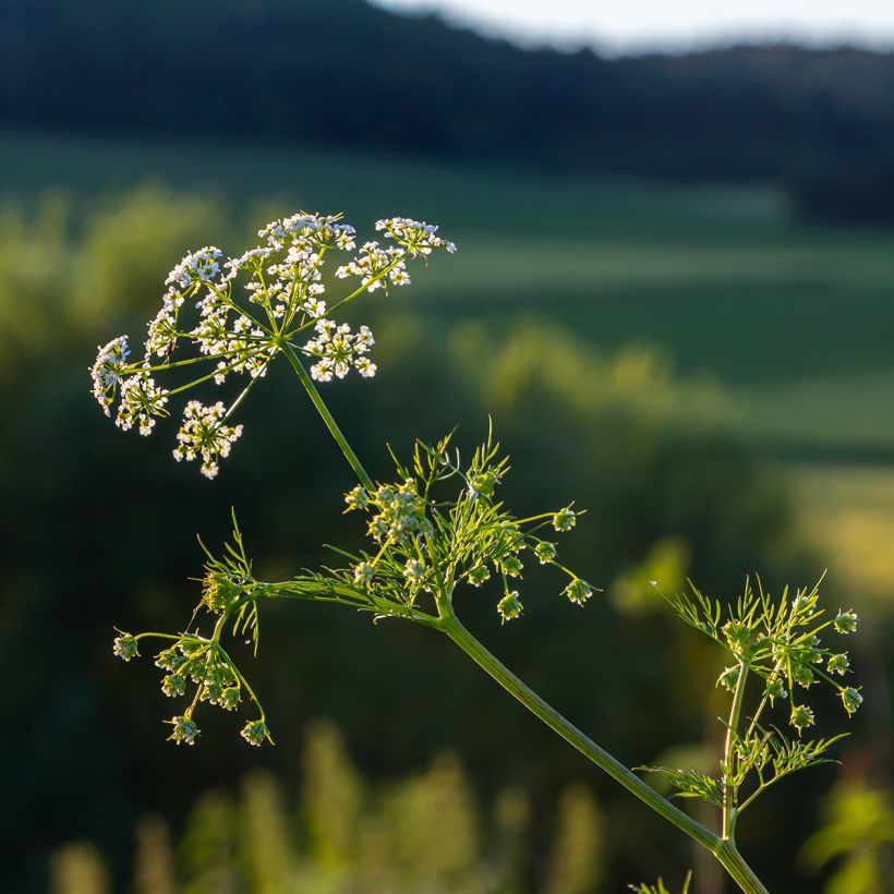 Cumin - Cuminum Cyminum (Flowering)