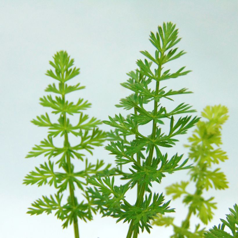 Cumin des prés ou Carvi BIO (Foliage)