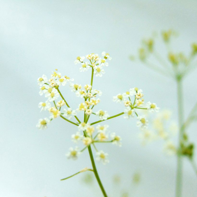 Cumin des prés ou Carvi BIO (Flowering)