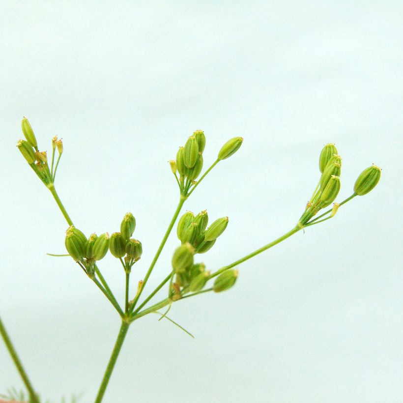 Cumin des prés ou Carvi BIO (Harvest)