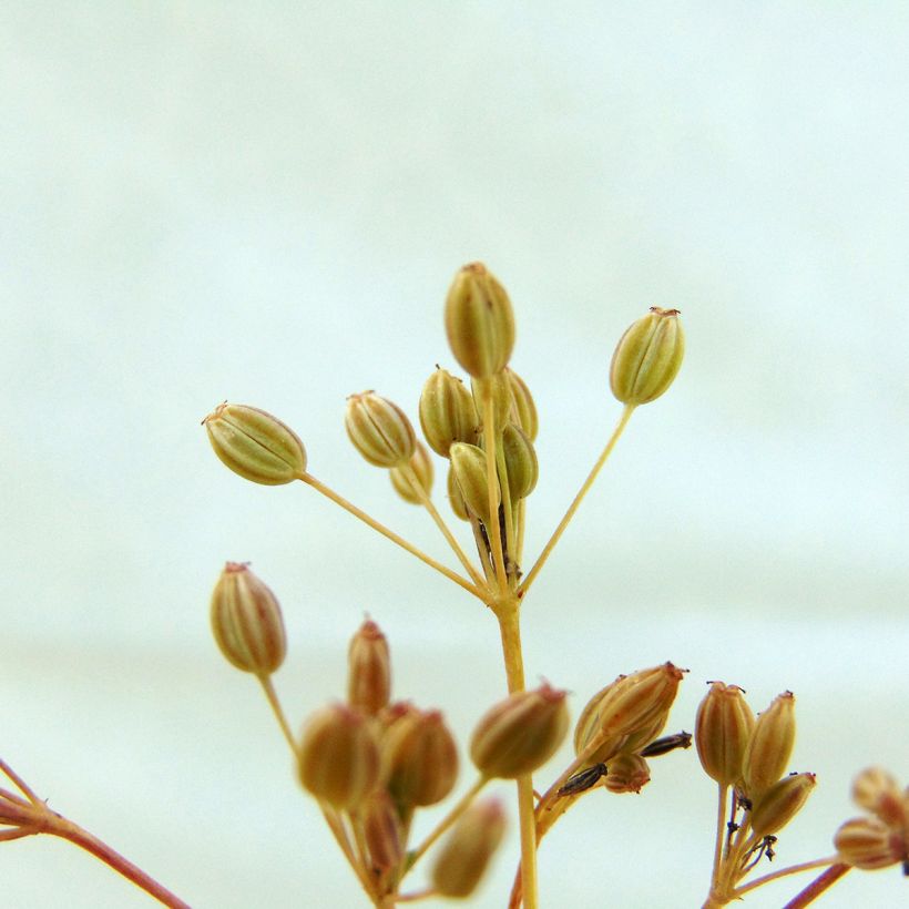 Cumin des prés ou Carvi (Harvest)