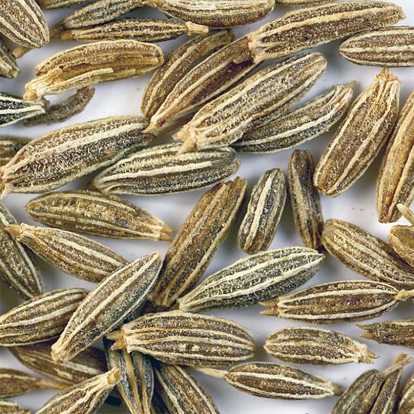Cumin - Cuminum Cyminum (Harvest)