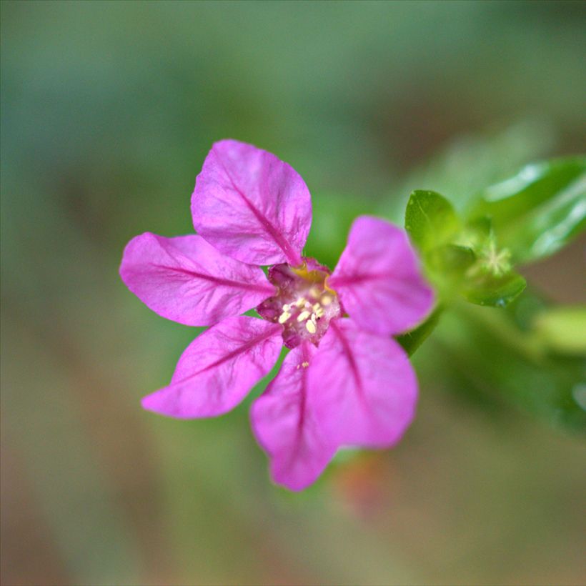 Cuphea hyssopifolia Purple - Fausse bruyère, Etoile du Mexique (Flowering)