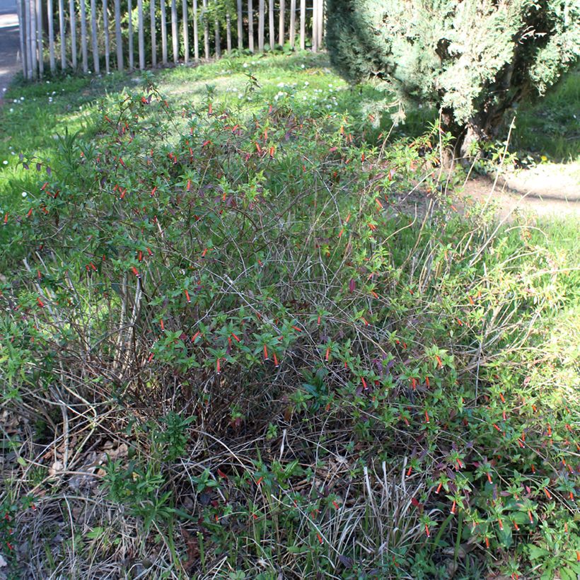 Cuphea ignea Scarlet - Plante cigarette (Plant habit)