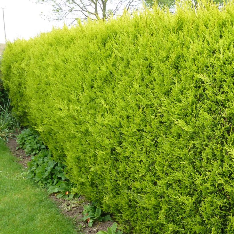 Cupressocyparis Castlewellan Gold - Cyprès de Leyland (Plant habit)