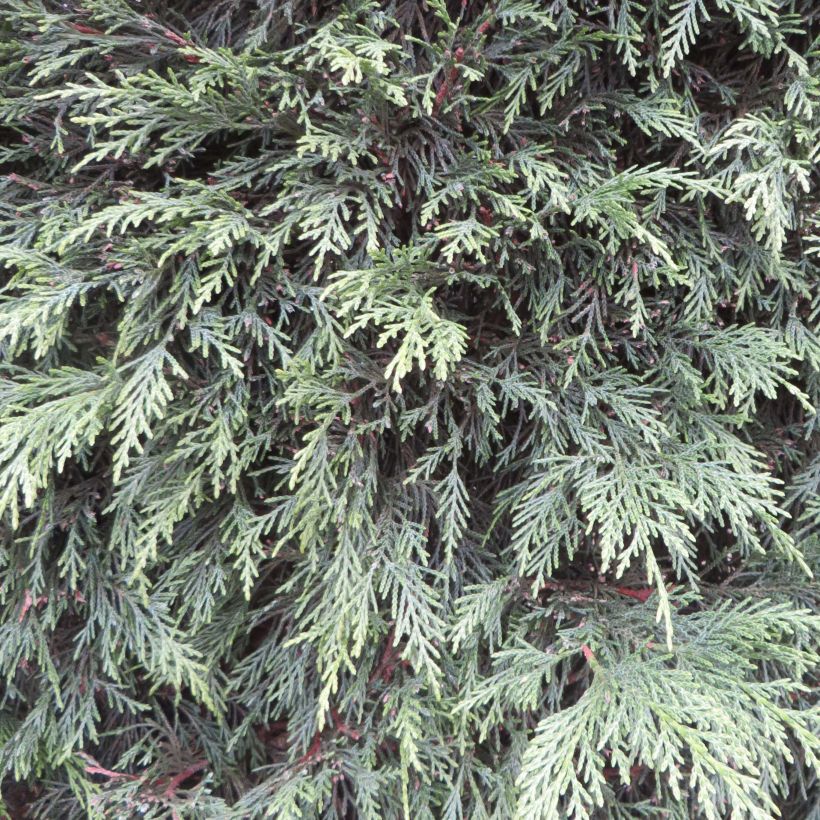 Cupressocyparis Leylandii 2001 - Cyprès de Leyland (Foliage)