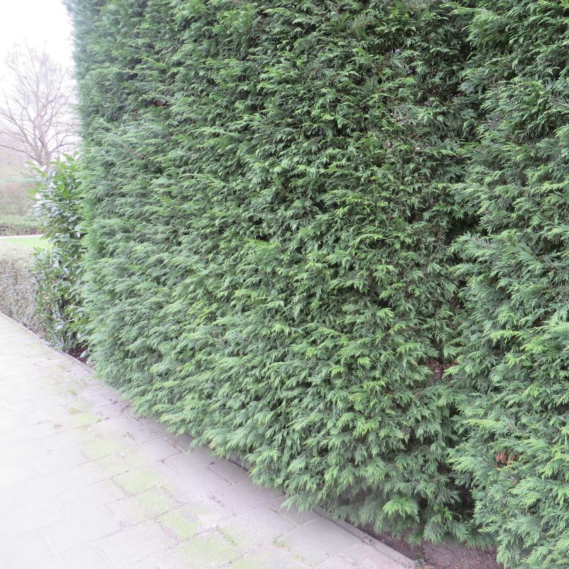 Cupressocyparis Leylandii 2001 - Cyprès de Leyland (Plant habit)