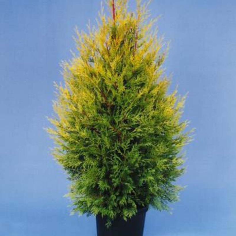 Cyprès de Leyland - Cupressocyparis leylandii Excalibur Gold (Plant habit)