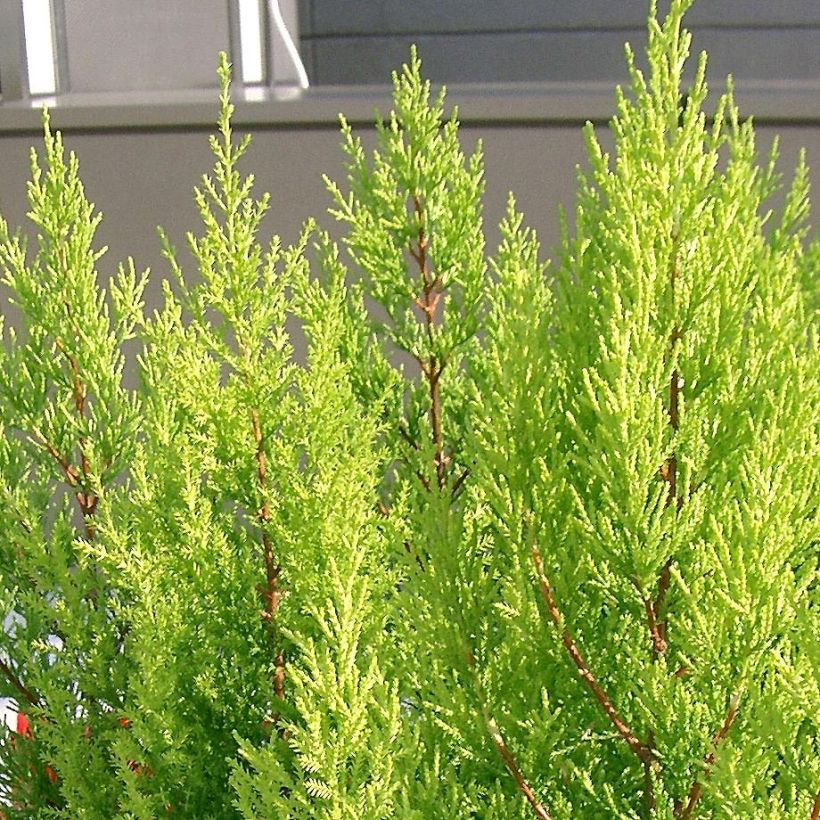 Cupressus macrocarpa Goldcrest - Cyprès de Lambert (Foliage)