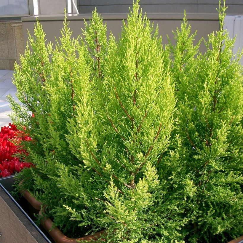 Cupressus macrocarpa Goldcrest - Cyprès de Lambert (Plant habit)